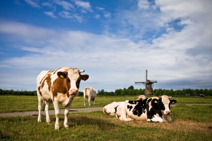 dieren koeien molen